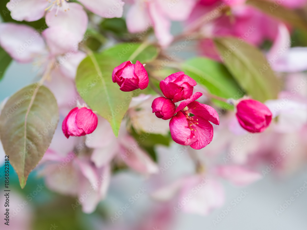 Fototapeta premium Fresh pink flowers of a blossoming apple tree with blured background