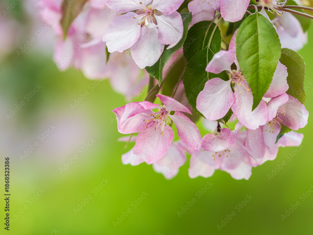 Obraz premium Fresh pink flowers of a blossoming apple tree with blured background