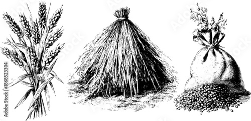 Vintage engraved illustration set of grain stalks and harvest elements