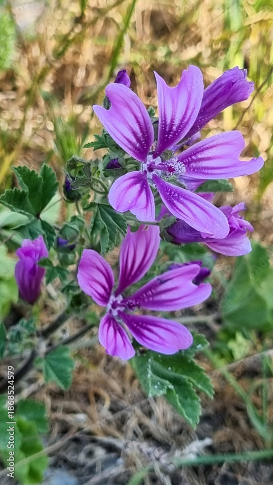 Fototapeta premium wild plant with delicate purple flowers in its natural environment. 