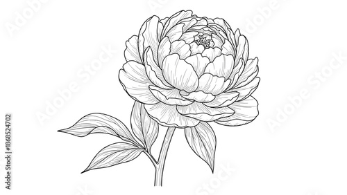 Beautifully detailed black and white line art illustration of a blooming peony flower in a classic, vintage engraving style.