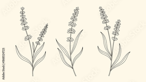 A set of three minimalist lavender sprigs illustrated in a clean, black outline style against a pale cream background.