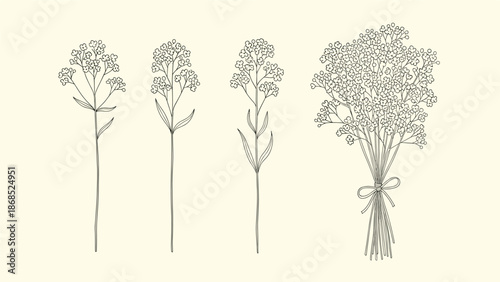 Vintage-style hand-drawn illustrations of gypsophila (baby's breath), showing single stems and a tied bouquet on a cream background.
