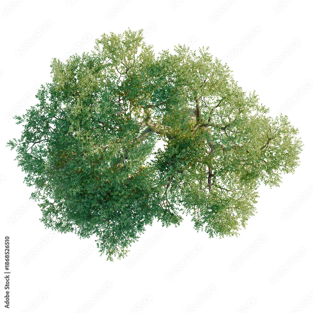 Fototapeta premium Olea europaea tree plan, top view, cutout, transparent background, isolate, visualization, Lush Green Tree Top View, Foliage Canopy, Nature Scene, Detailed Leaves