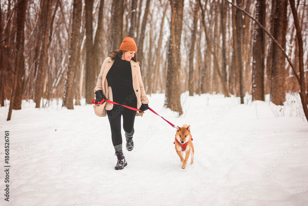 Naklejka premium Portrait of a red Shiba Inu dog puppy on a winter snowy edge in the forest with her owner woman