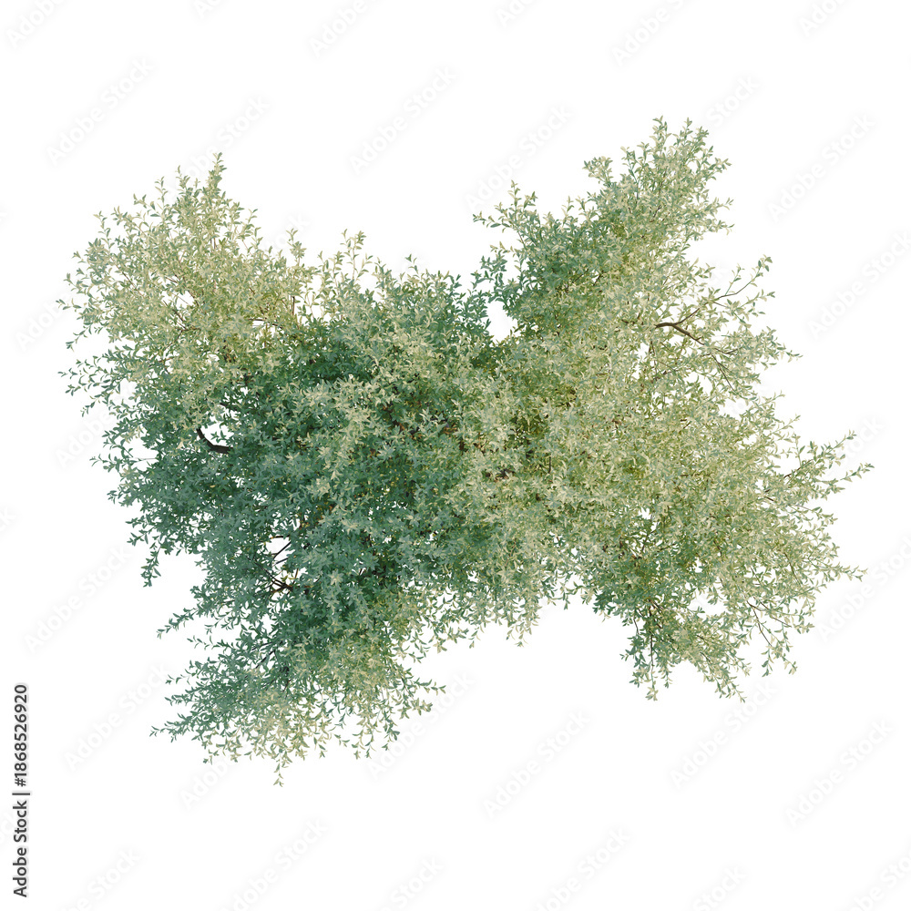 Obraz premium Olea europaea tree plan, top view, cutout, transparent background, isolate, visualization, Green Bush Top View, Foliage for Landscape Design, Natural Plant Elements