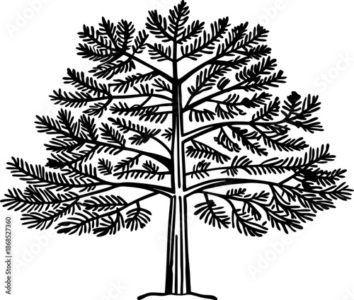 Silhouette of a large conifer tree with spreading branches and detailed needle like leaves