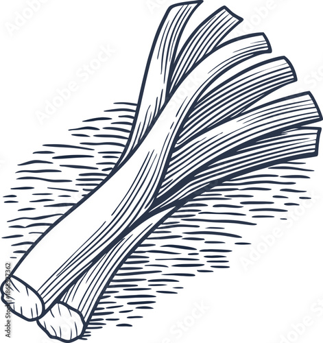 Leeks vegetable illustration fresh garden leek stalks with leafy tops, hand drawn outline design
