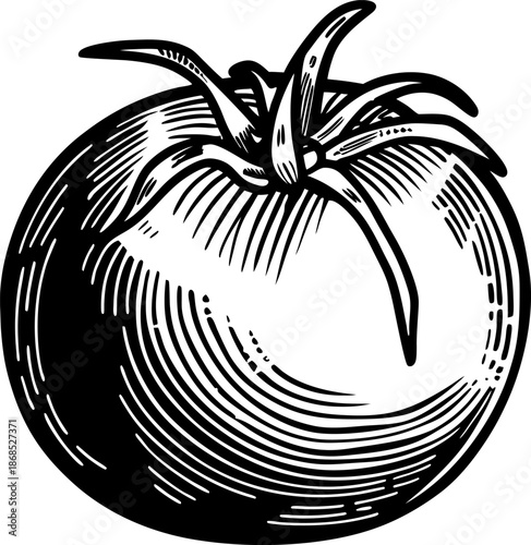 Tomato illustration ripe fresh vegetable with stem and leaves detailed drawing, farm food design