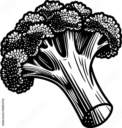 broccoli vegetable illustration in black and white with detailed stems and florets