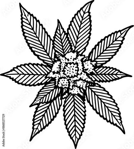 Cannabis sativa top view illustration with detailed leaves and flowering bud structure