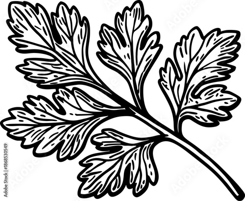 Parsley herb branch with detailed leaves line drawing illustration