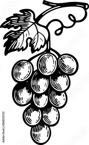 Black and white vintage illustration of a grape bunch with leaf and vine detail