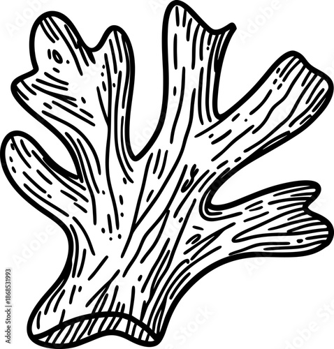 Natural coral illustration detailed underwater reef texture with organic shape and lines