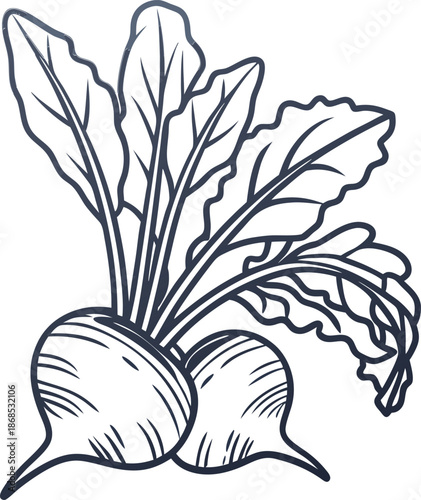 Hand drawn beets with leafy greens, fresh root vegetables and garden harvest illustration