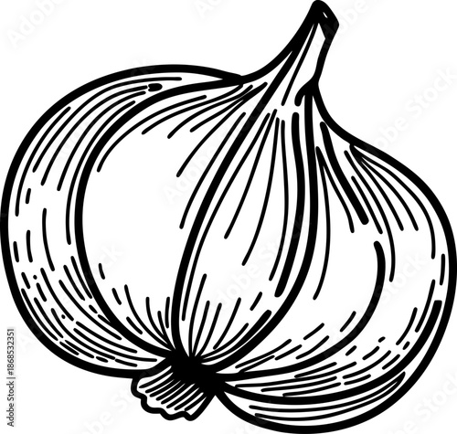 Hand drawn garlic bulb illustration with detailed line art and natural texture design