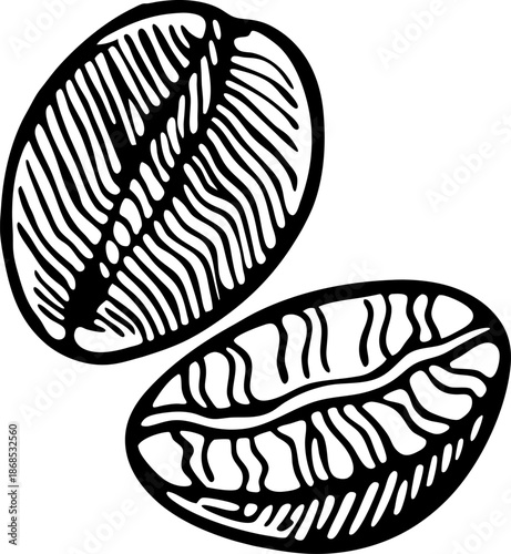 close up illustration of two coffee beans with textured surfaces and detailed lines