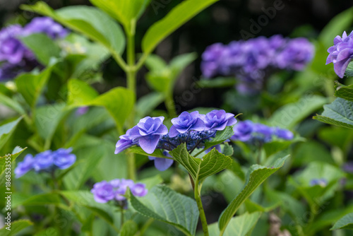 梅雨の緑の中で咲く紫陽花の緑の花
