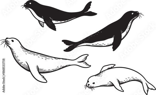 Set of four swimming sea animals illustrated in black and white