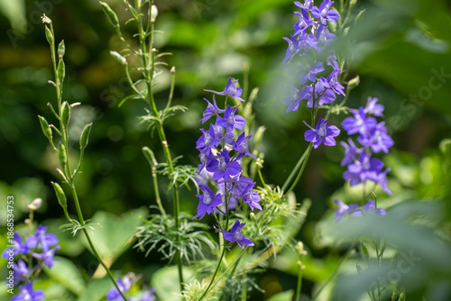 初夏の緑に映える、紫のチドリソウ