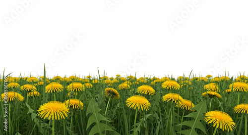 A Field of Bright Yellow Dandelions in Definition yellow flowers