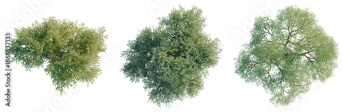 Olea europaea tree plan, top view, cutout, transparent background, isolate, visualization, Three Willow Trees, Top View, Green Foliage, Natural Elements, Summer Season