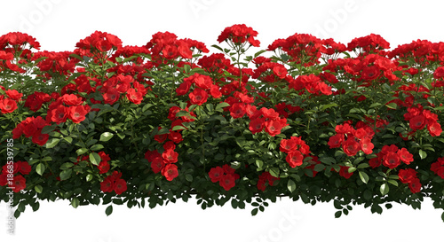 Red roses in full bloom against black background vibrant