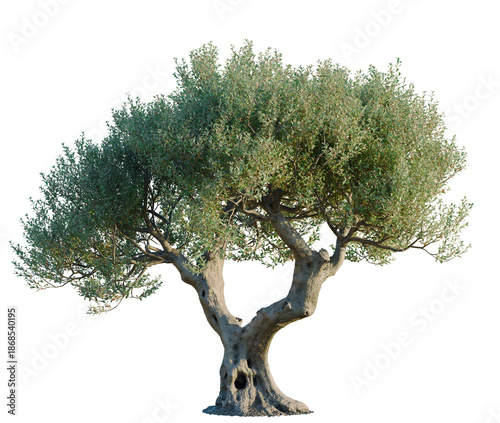 Olea europaea tree, front view, cutout, transparent background, isolate, architecture visualization, Ancient Olive Tree with Gnarled Trunk, Perfect for Landscape Design and Visuals