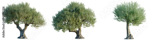 Fotografie Olea europaea tree, front view, cutout, transparent background, isolate, archite