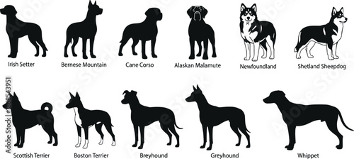 Silhouettes of ten dog breeds in side profile, showcasing diversity in canine shapes, sizes, and breed characteristics for comparison