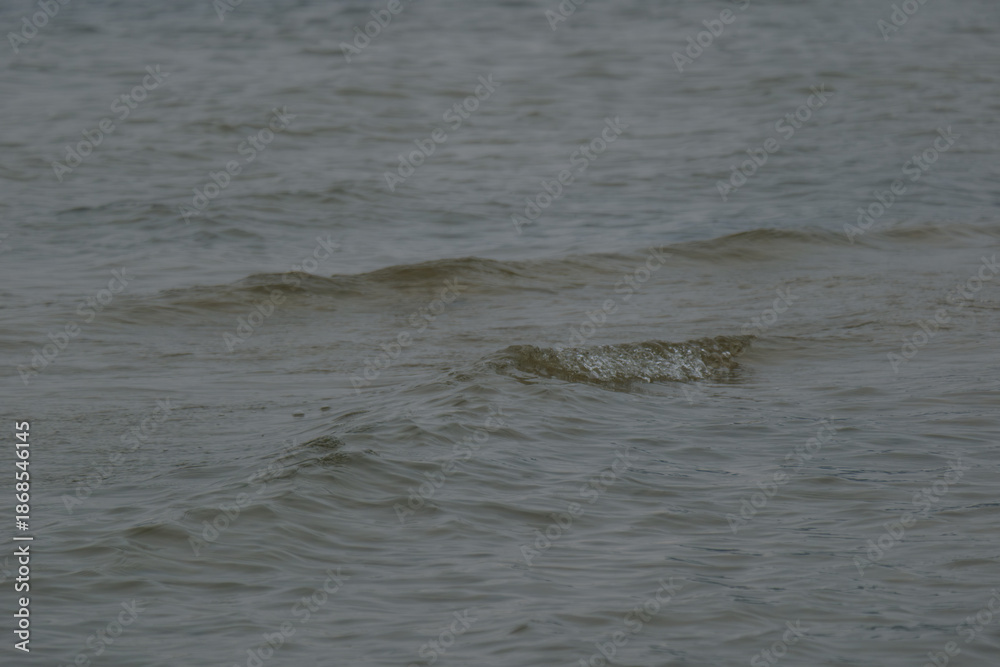 Fototapeta premium Detailed view of cold river water surface with gentle ripples and a small wave under an overcast winter sky. Concept of nature's tranquility, water texture, and winter season environment. Documentary 
