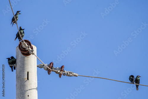 Starlings Perched on Power Lines and Pole Against a Clear Blue Sky