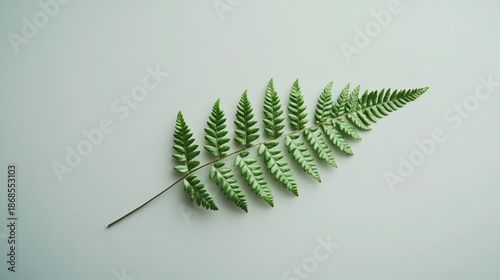 Single Green Fern Leaf Flat Lay on Pale Gray, Diagonal Composition Showcasing Botanical Simplicity and Texture.
