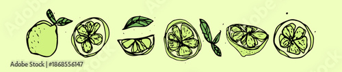 Juicy Lime Fruit Doddle Illustration handmade Vector colorized and isolated on green Background	