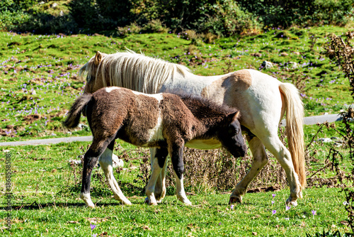 Horses in a meadow by the wonderful altitude lake of Lac d'Estaing in the Lavedan, Hautes-Pyrenees, France.