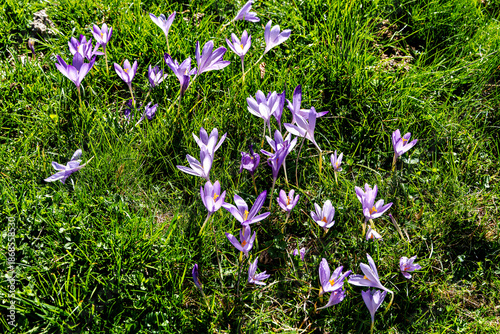 Autumn crocus, Colchicum autumnale in a meadow by the wonderful altitude lake of Lac d'Estaing in the Lavedan, France