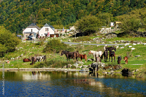 Horses in a meadow by the wonderful altitude lake of Lac d'Estaing in the Lavedan, Hautes-Pyrenees, France.