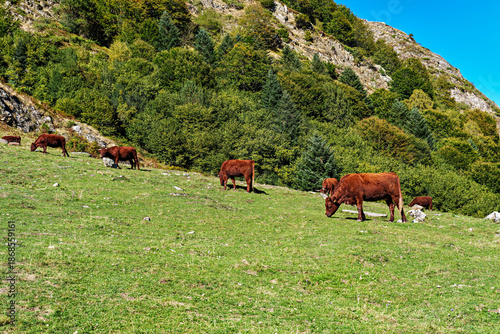 Cows in a meadow by the wonderful altitude lake of Lac d'Estaing in the Lavedan, Hautes-Pyrenees, France.