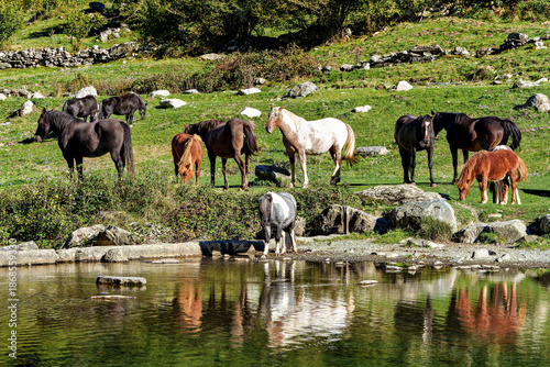 Horses in a meadow by the wonderful altitude lake of Lac d'Estaing in the Lavedan, Hautes-Pyrenees, France.