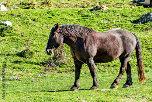 Horses in a meadow by the wonderful altitude lake of Lac d'Estaing in the Lavedan, Hautes-Pyrenees, France.