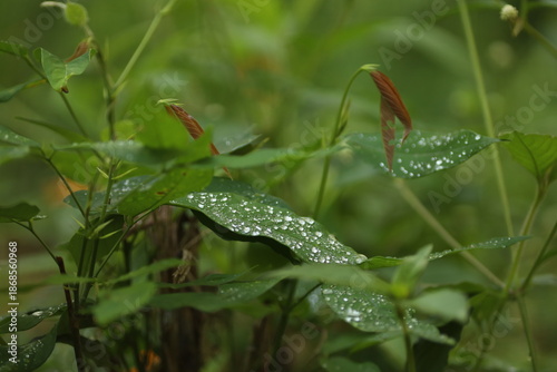 Folhas e brotações da Mata Atlântica recobertas por gotas de chuva em ambiente de floresta tropical.