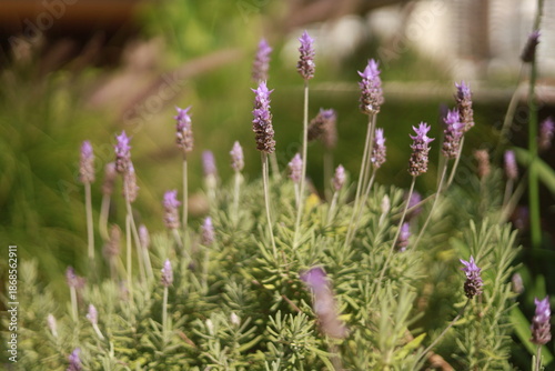 Lavanda florescendo sob luz natural, símbolo de tranquilidade, bem-estar e jardinagem sustentável.