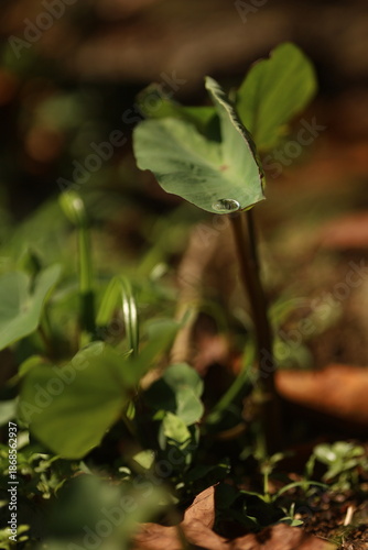 Folhas jovens de inhame cultivadas em quintal de agricultura familiar, iluminadas pela luz suave após a chuva.