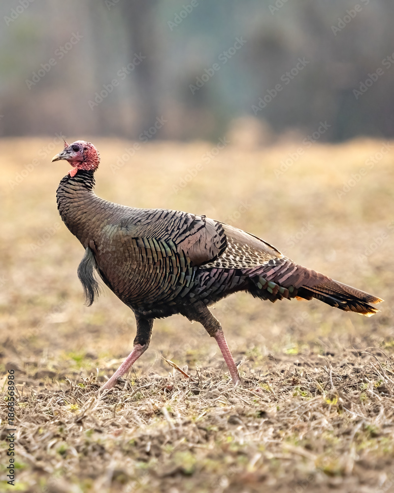 Fototapeta premium Wild Turkey walking through a field