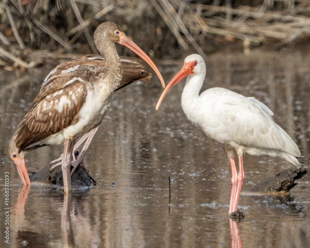 Fototapeta premium White Ibis perched and looking for food
