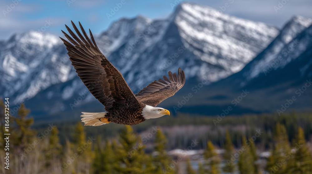 Obraz premium Bald eagle flying with wings spread wide over a forested landscape and snow-covered mountains.