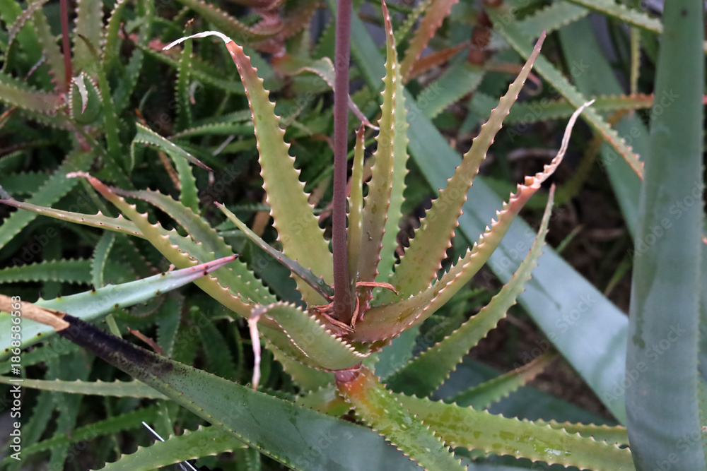 Obraz premium Close-up of sharp green leaves on an Aloe Vera plant.