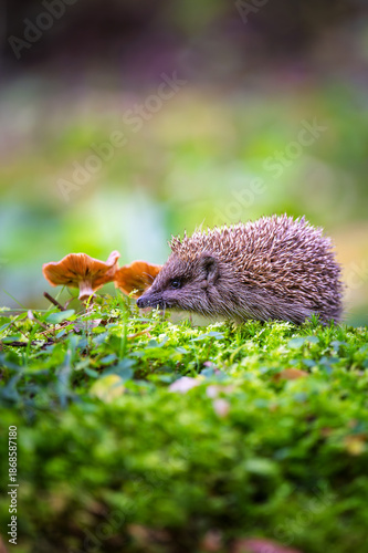 Portrait of a wild, native, European hedgehog in Autumn with mushroom and green moss. Facing forward. . Space for copy.