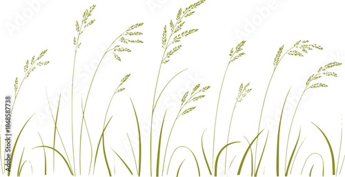 Delicate green grass stalks with seed heads