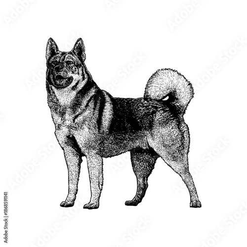 Norwegian Elkhound standing proudly, showcasing its strong build, curled tail, and thick fur, symbolizing a loyal and resilient Nordic hunting dog breed.